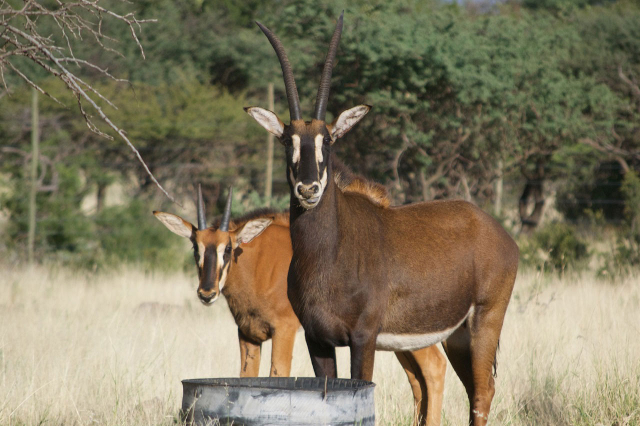 Nithaniah Game Farm