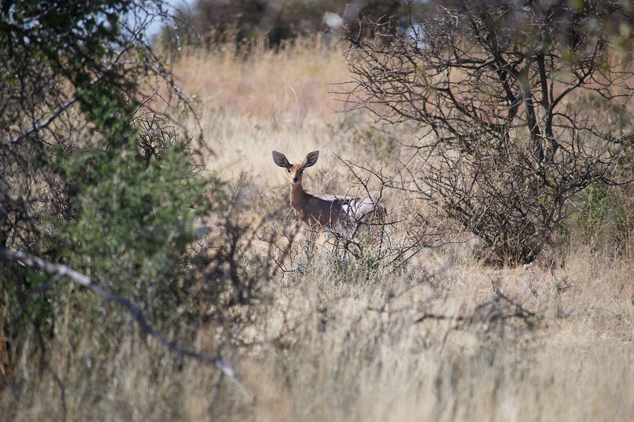 Nithaniah Game Farm